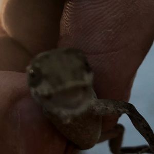 Meet your Posher, Leonardo